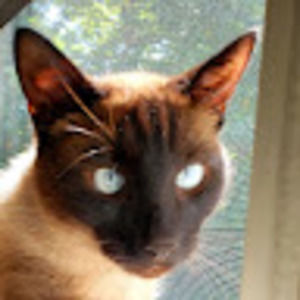 Meet your Posher, Allisyn